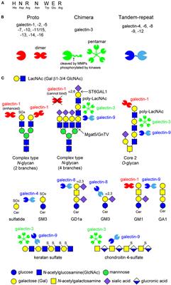 Galectins and Their Ligand <mark class="highlighted">Glycoconjugates</mark> in the Central Nervous System Under Physiological and Pathological Conditions